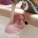 体毛のないネズミが洗面所の蛇口から流れる水で身体を洗う映像。