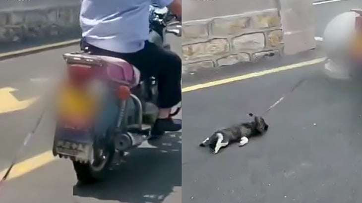 子犬をバイクで引きずるイカれた男の映像。