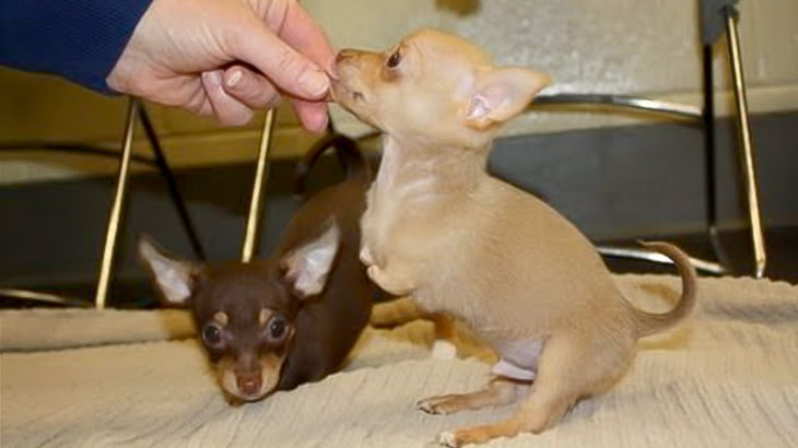 生まれつき前脚が無い3匹のチワワの映像。