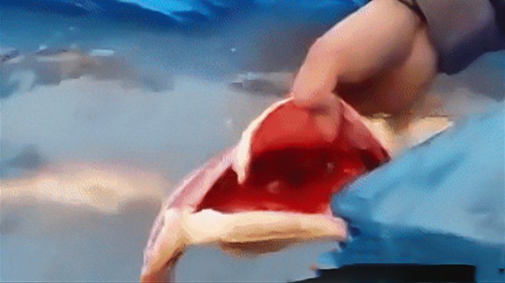 内臓が抜き取られたのに泳ぎ続ける魚のGIF画像＋動画2本。