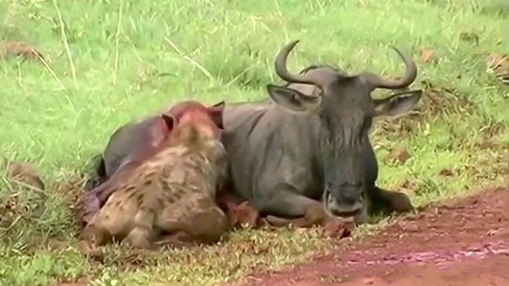 捕食動画 世界のグロ動画 衝撃映像のカルマニマ