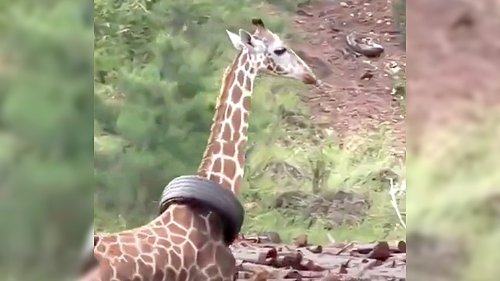 なぜか首にタイヤがはまってしまったキリンを助ける映像