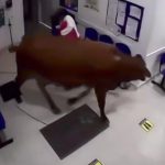 なぜか病院に牛が侵入してくる映像