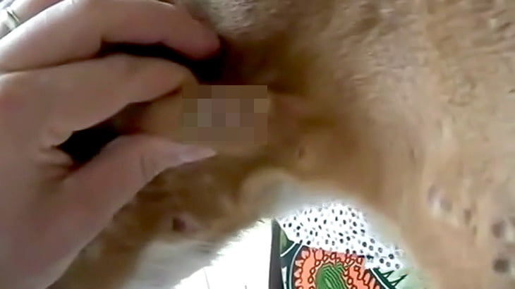 【閲覧注意】犬の身体にびっしり埋まったウジ虫を絞り出すグロ動画