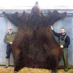 巨大なクマに食い殺された男の死体画像。