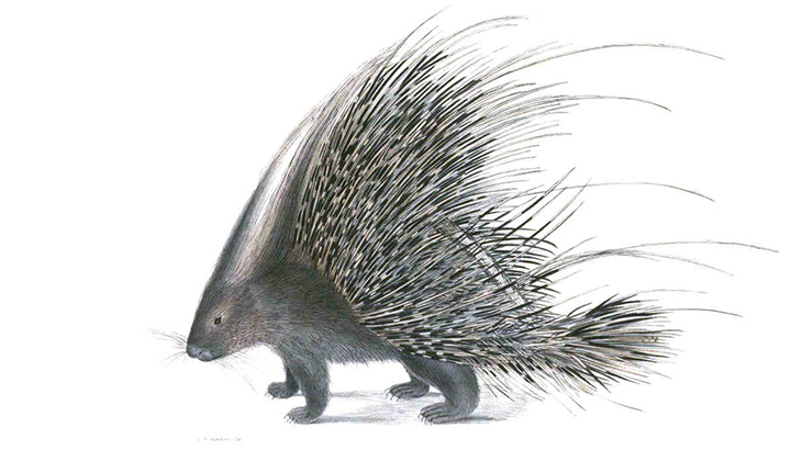 【動画】ヤマアラシに噛みつこうとした犬、口が針だらけになってしまう