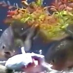 ピラニアが10匹入った水槽に放り投げられた別種の魚が食い尽くされる映像。