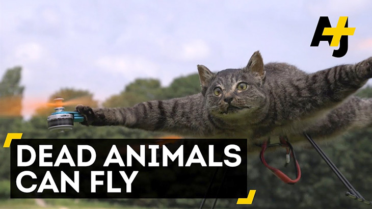 死んだ猫やダチョウ、サメなどの動物をドローンに改造してしまった映像。