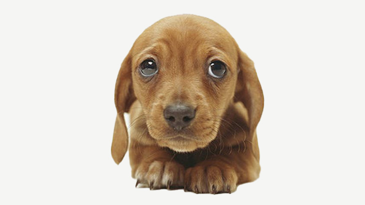 【動画】10代の女の子、産まれた子犬を処分するために川に放り投げてしまう･･･