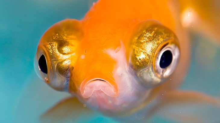 【微閲覧注意】両目がまるでデメキンみたいになってしまった女性（動画）