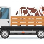 牛を軽トラで運ぼうとした結果 → 無理だった模様･･･（動画）