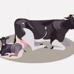 牛の出産を手伝ってあげた女性、理不尽な目に遭ってしまう（動画）