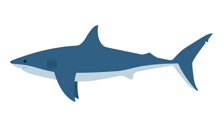 【閲覧注意】サメに襲われたこの男性、左足無くなってる･･･（動画）