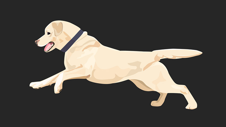 美人なお姉さんのオナニー配信、後ろではしゃぎまくる犬のせいで集中できないｗｗｗ（動画）