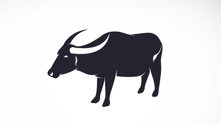 お互いに走り出した2頭の牛、頭突きでダブルノックアウト（動画）