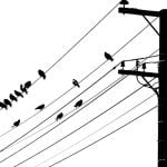 男さん「電線に鳥からまってる！助けなきゃ！」→ 感電してどっちも死亡（動画）