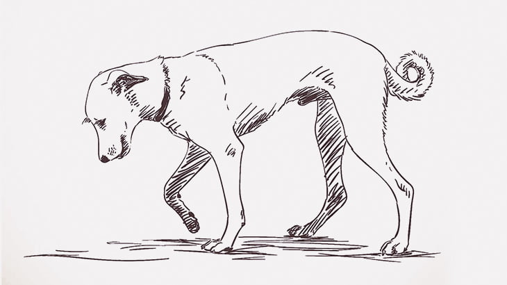 【閲覧注意】犬をマチェーテで殺そうとする男（動画）