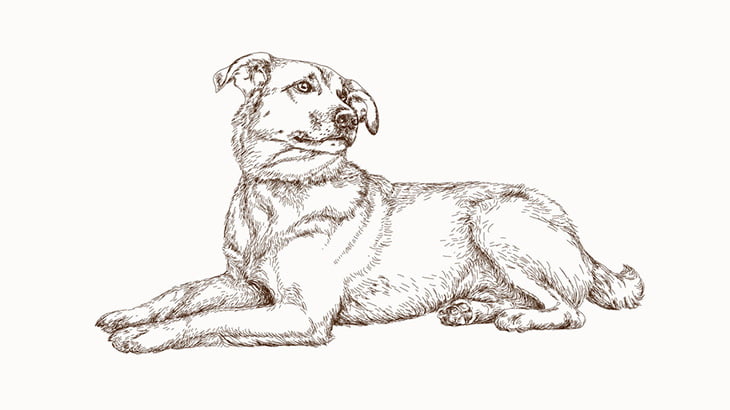 インドの野良犬、コロナウイルス患者の死体を食べてしまう（動画）