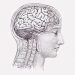 【閲覧注意】頭蓋骨を切り開いて脳を摘出する手順（動画）