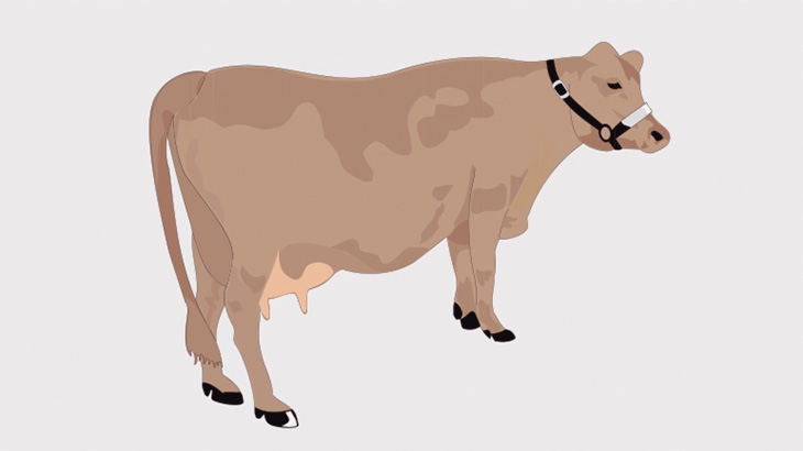 これから屠殺される牛、人間に一矢報いる（動画）