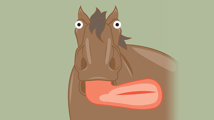 馬に自分のチンチンを舐めさせる男（動画）