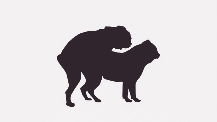 車の中でお留守番中の犬、ぬいぐるみとセックスしているところを見られて気まずそうｗｗｗｗ（動画）