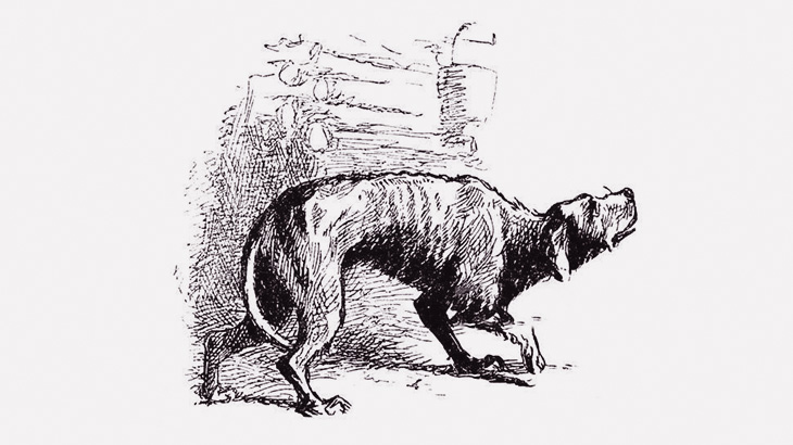 【閲覧注意】生きたまま皮膚を剥がされて苦しむ犬、見てられないレベル･･･（動画）