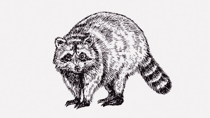 アライグマさん、割と大きなイグアナを仕留めてしまう（動画）