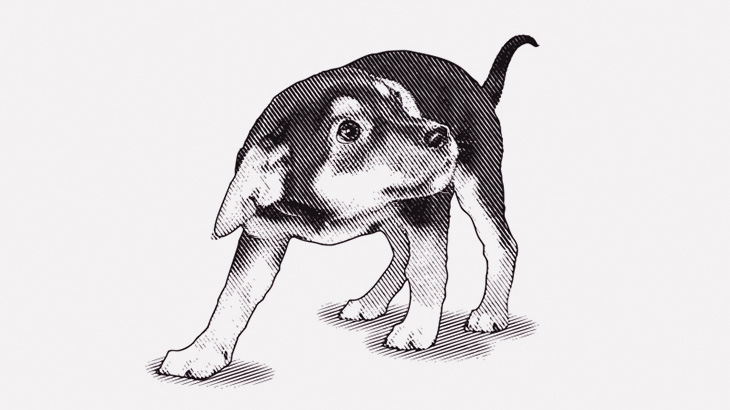 【閲覧注意】小犬に灯油をかける → 火を放つ（動画）