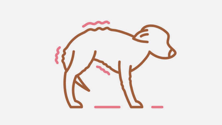 【閲覧注意】この犬、なぜか女に前足を切断されてしまう･･･（動画）