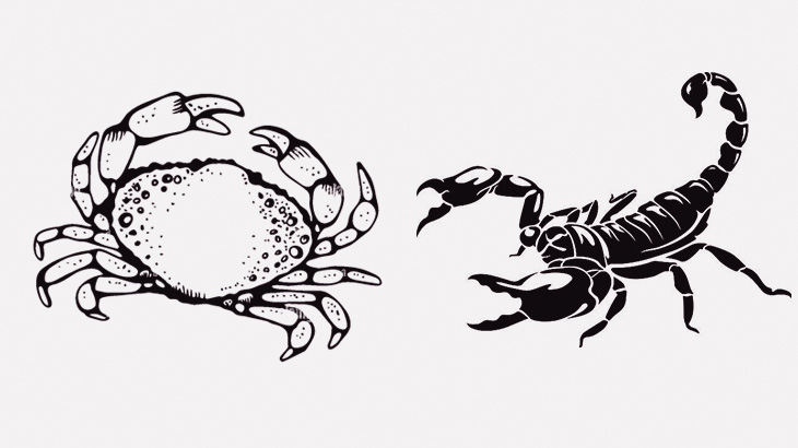 「カニ vs サソリ」の水中戦。勝敗やいかに（動画）