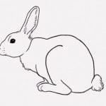 【閲覧注意】ウサギを磔（はりつけ）にする → 後ろ足を切断（動画）