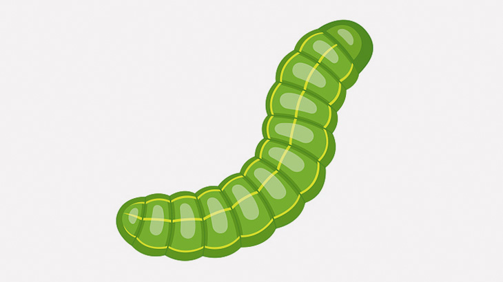 男「木にでかい芋虫いたから食べるわｗｗｗｗ」（動画）