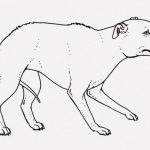 【閲覧注意】中国人さん、犬をヤバすぎる姿に変えてしまう･･･（動画）