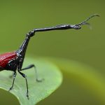 首が異様に長い不思議な昆虫「キリンクビナガオトシブミ」（動画）