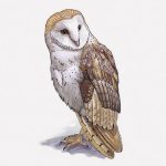 キリスト教徒「あのフクロウは魔女よ！歌で追い払うのよ！」→ フクロウがノリノリで踊りだす（動画）