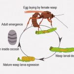 【閲覧注意】毛虫の体を食い散らかすこの寄生虫、怖すぎ･･･（動画）