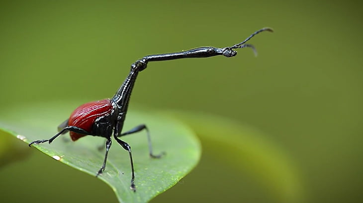 首が異様に長い不思議な昆虫「キリンクビナガオトシブミ」（動画）