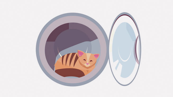 【閲覧注意】猫を洗濯機に入れる → 回す･･･（動画）