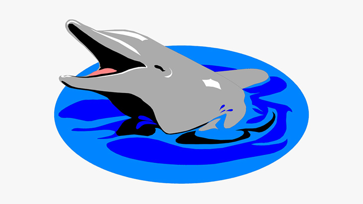 性格が悪すぎるイルカが撮影される（動画）