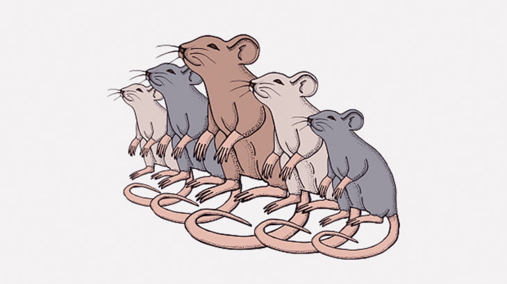 農地にいる大量のネズミを捕獲する方法（動画）
