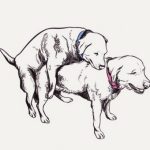 【閲覧注意】首を吊られた犬と交尾しようとする犬を見て笑う男（動画）