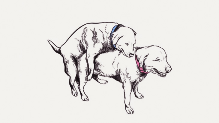 【閲覧注意】首を吊られた犬と交尾しようとする犬を見て笑う男（動画）