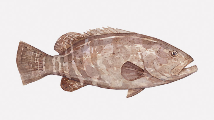 釣り人さん、とんでもない巨大魚を釣り上げてしまう（動画）