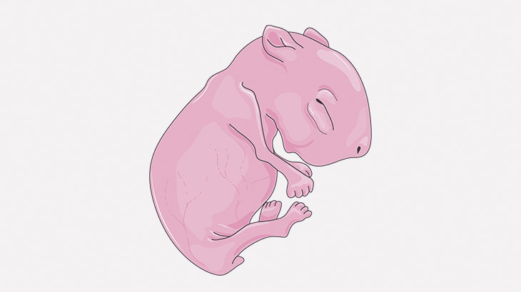 【閲覧注意】イカレ女「ネズミの赤ちゃんを踏み潰すわね！」（動画）