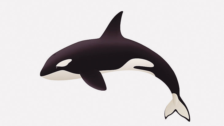 シャチ「エイ泳いでるやん！殺そ！」（動画）