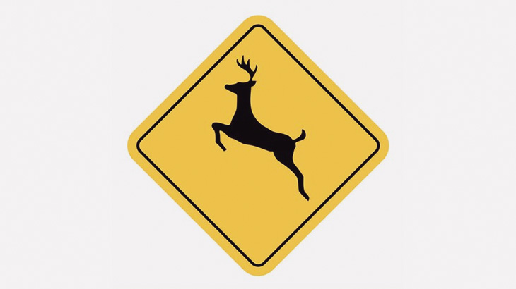 車に轢かれる動物たちコンピレーション（動画）