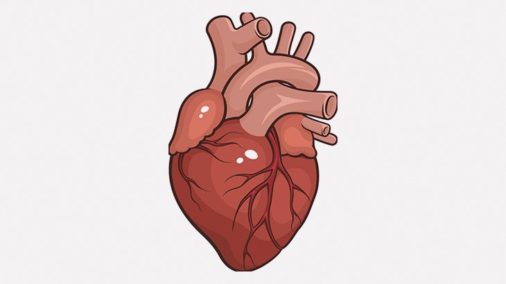 【微閲覧注意】移植用の心臓を撮影してみた（動画）