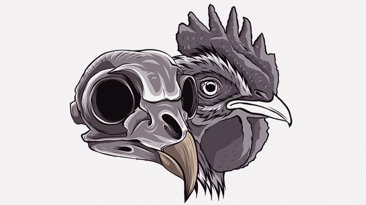 【閲覧注意】イカれたマンさん、鶏を殺しながらセックスしてしまう･･･（動画）