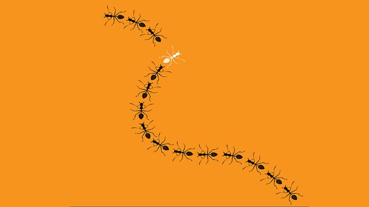 アリの群れが死ぬまでぐるぐる回る現象「デス・スパイラル」（動画）